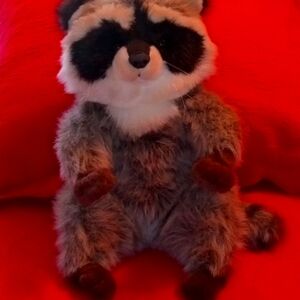 Racoon